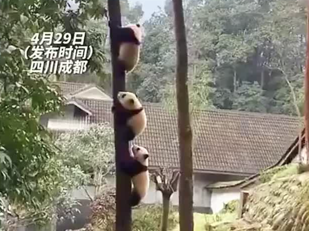 太可爱了！一串熊猫团子排队爬树