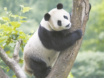 青海发现野生大熊猫？退林还耕致沙尘天气频现？这些已经辟谣了！