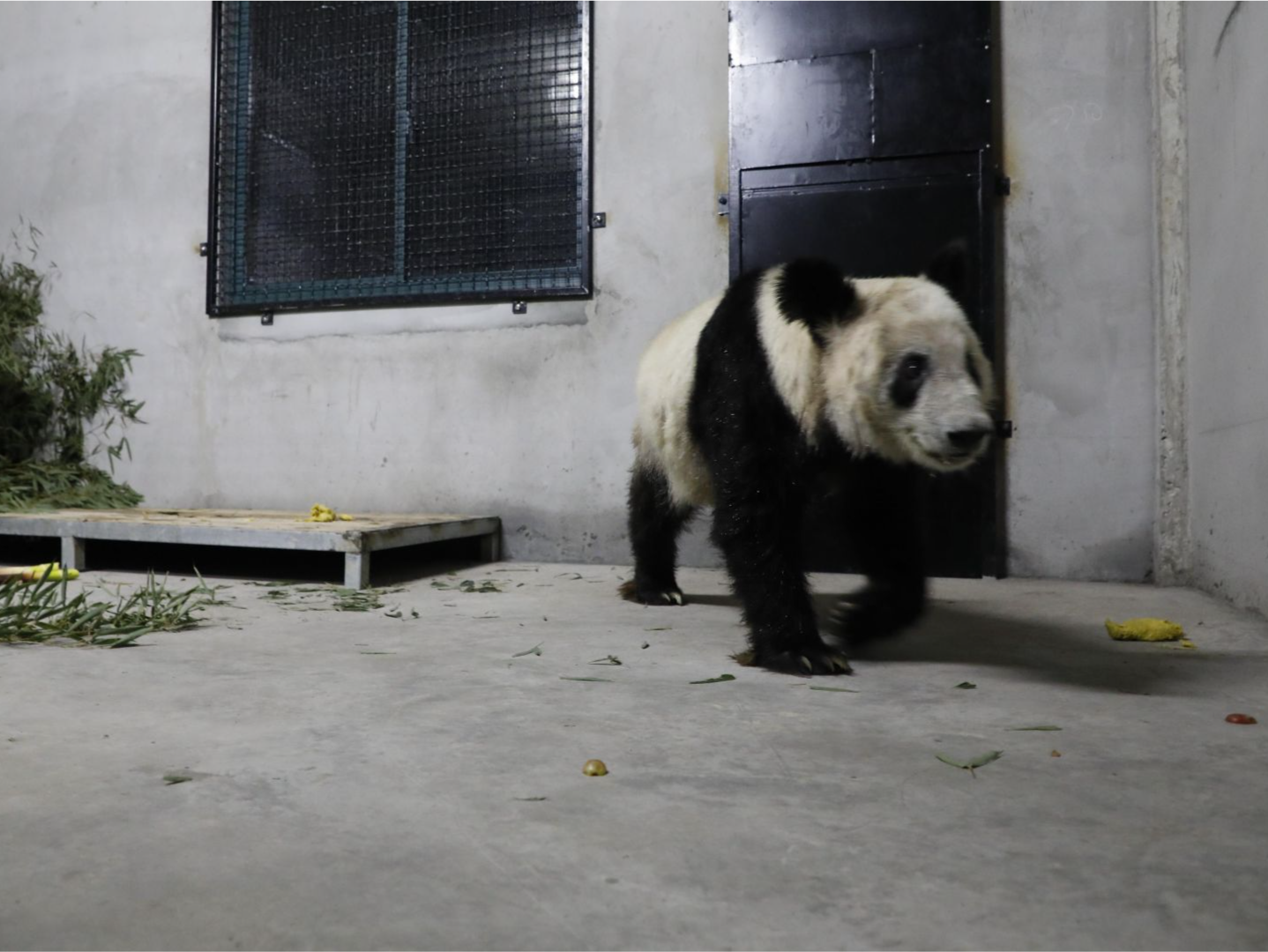 大熊猫“丫丫”已落地北京