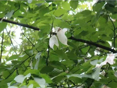 “白鸽”飞来！湖北发现国家一级保护植物珙桐原始群落