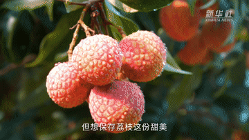 1300岁的荔枝树，唐朝人吃的也是这种味道吗？