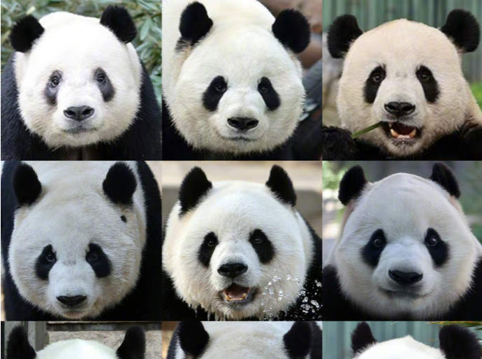快来认认！北京动物园大熊猫最新全家福