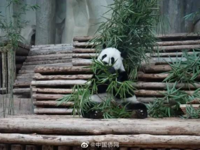 大熊猫“林惠”死因公布