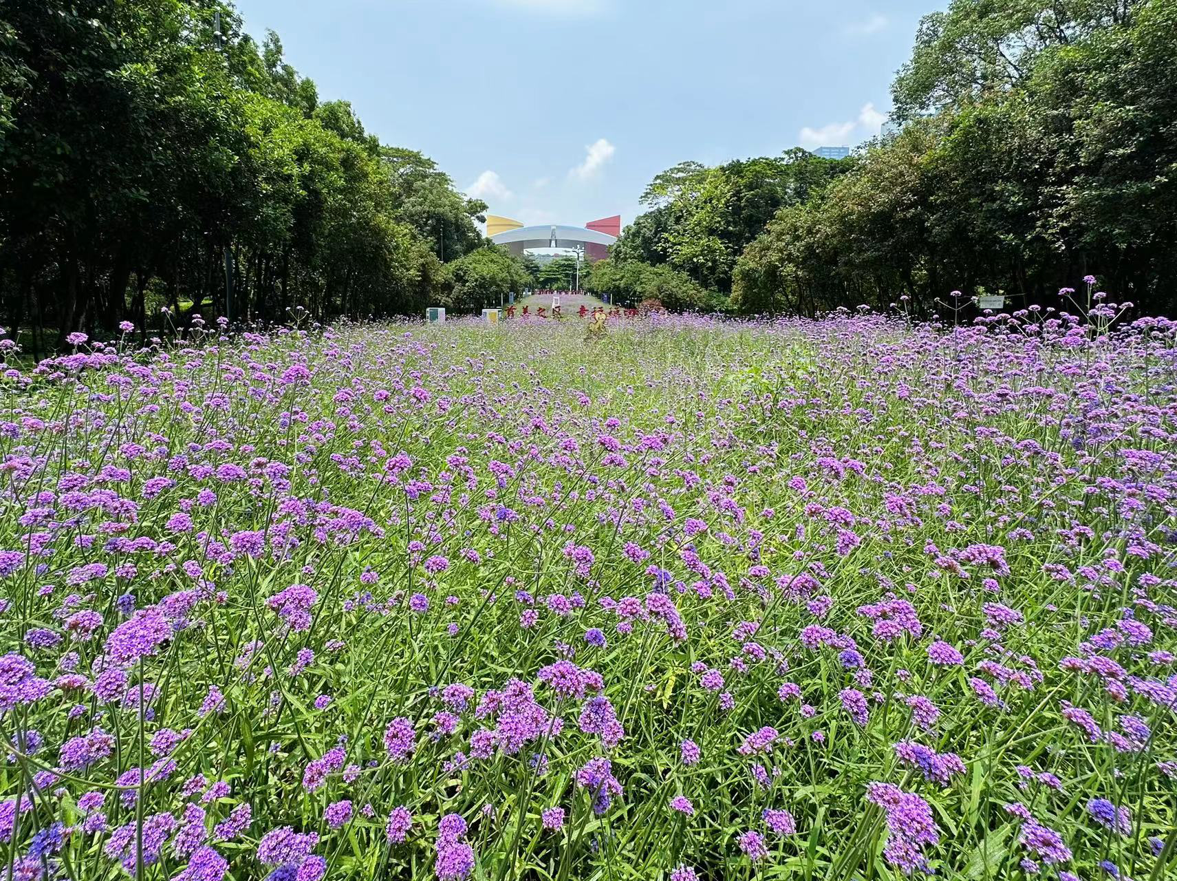 市民花田“上新”！深圳市中心近3000平紫色花海浪漫绽放