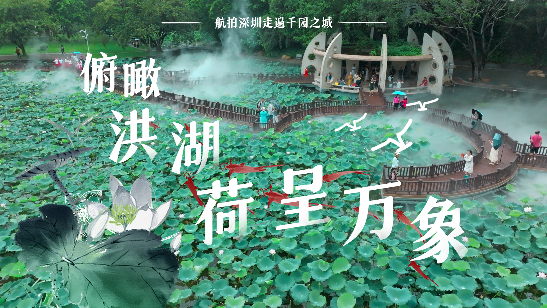 航拍深圳 | 俯瞰洪湖荷呈万象