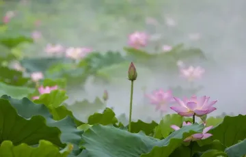 12+会场、66+活动、超8500万元福利！罗湖区荷美生活节明启幕