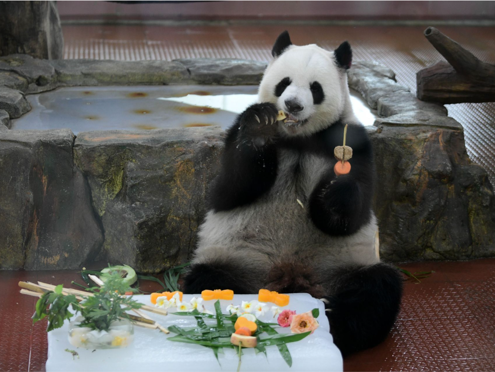 撸串玩冰，广州动物园熊猫爽快过夏天