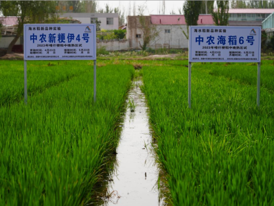 “科技+资本”联动赋能乡村振兴，“中农海稻”获中国太平乡村振兴基金投资