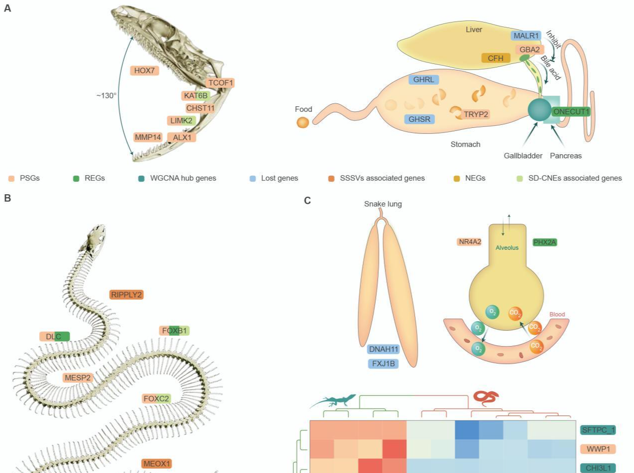 最新研究揭示蛇类的起源与演化机制