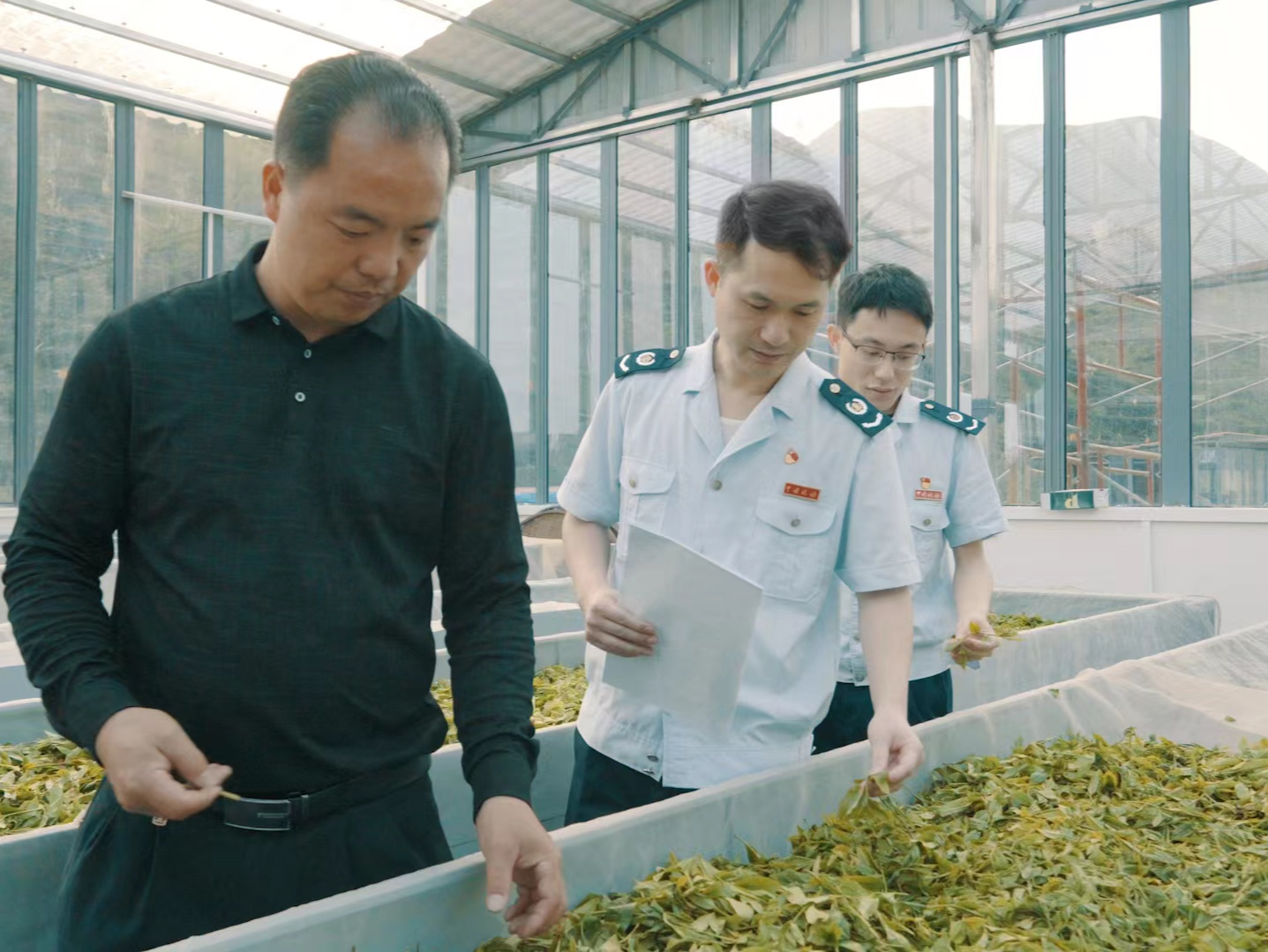 税惠赋能揭西茶产业高质量发展，“绿叶”成为富民兴村的“致富叶”