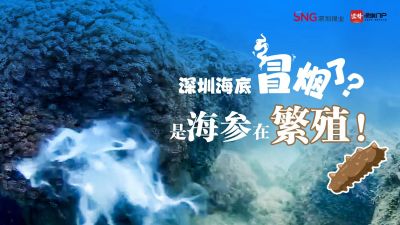 深圳海底“冒烟”了？是海参在繁殖！