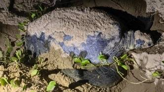 今年第一只！广东惠东海龟国家级保护区迎来野生海龟上岸产卵