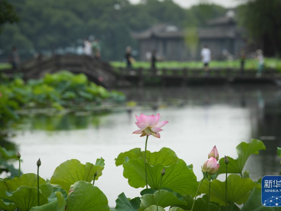 西湖荷花盛开
