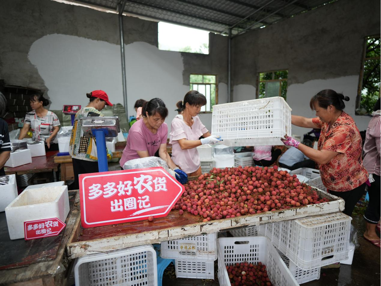 藏在深山水库的“宝藏”荔枝 搭乘电商销售快车畅销全国