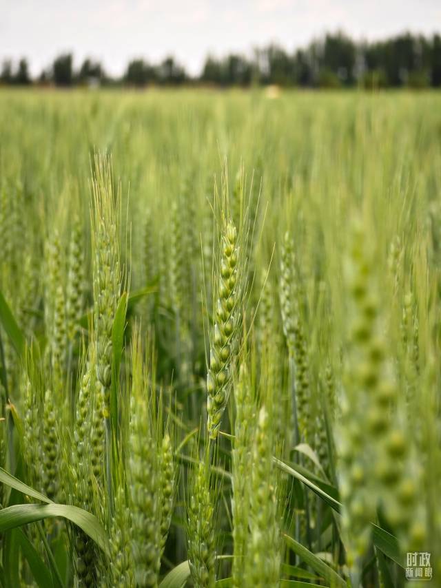 △示范区内种植的小麦。（总台央视记者彭汉明拍摄）