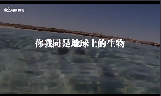 世界环境日：听人类伙伴的独白