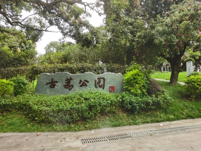 东莞大朗镇这片荔枝树“活化石”，最老有200多岁