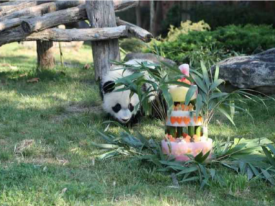 旅法大熊猫幼仔“圆梦”即将于7月25日回国