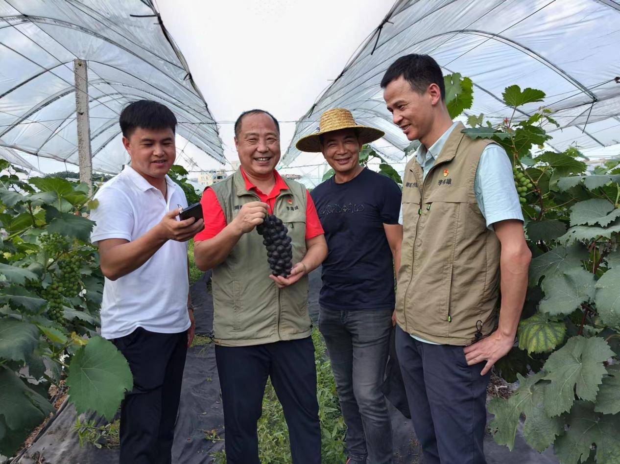 撂荒地变身葡萄园！深圳驻仙城镇帮镇扶村工作队打出宣传组合拳