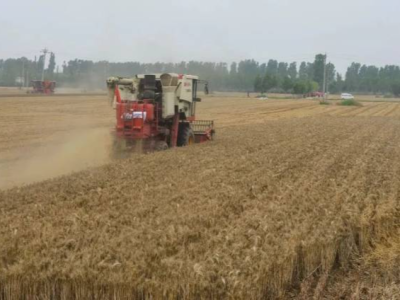全国冬小麦收获进度过三成 面积达10238万亩