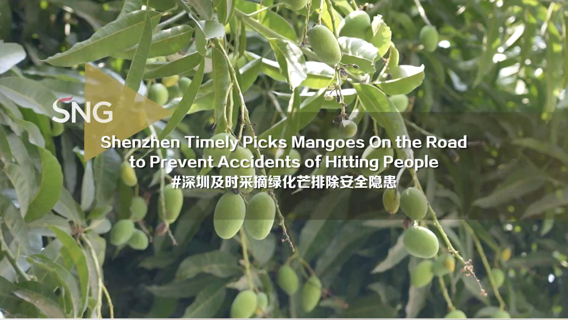 深圳及时采摘绿化芒排除安全隐患