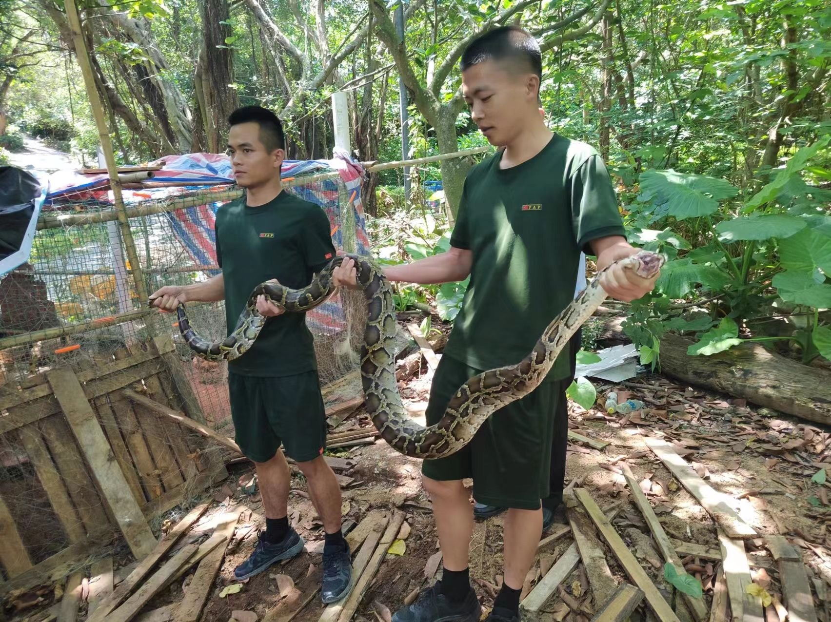蟒蛇被困渔网，广东海警局执法员出手解救