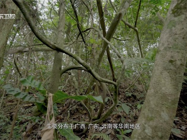 今晚收官！广东卫视《秘境神草》第四季奔赴“十万大山”寻珍稀本草