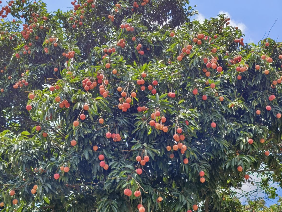 有口福了！东莞樟木头桂味荔枝、糯米糍荔枝陆续上市