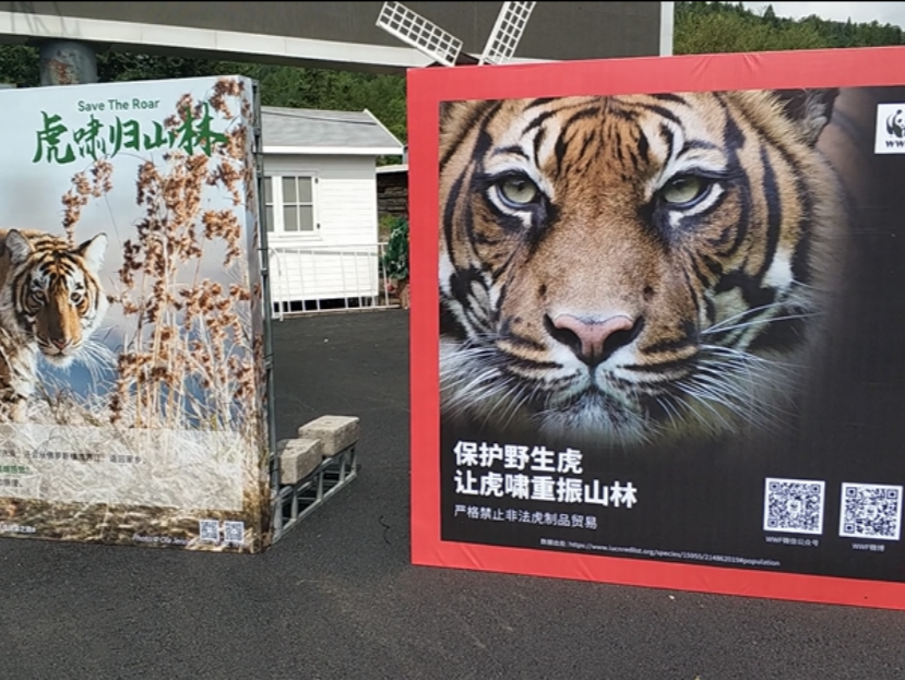 虎啸山林！黑龙江野生东北虎数量达18只以上