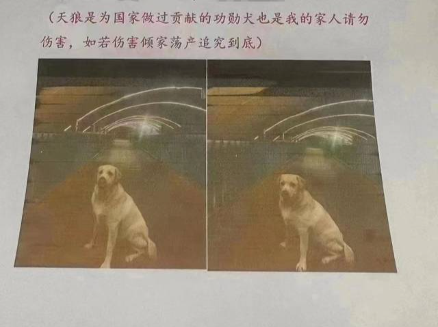 郑州男子悬赏1000万找狗，最后给了5000