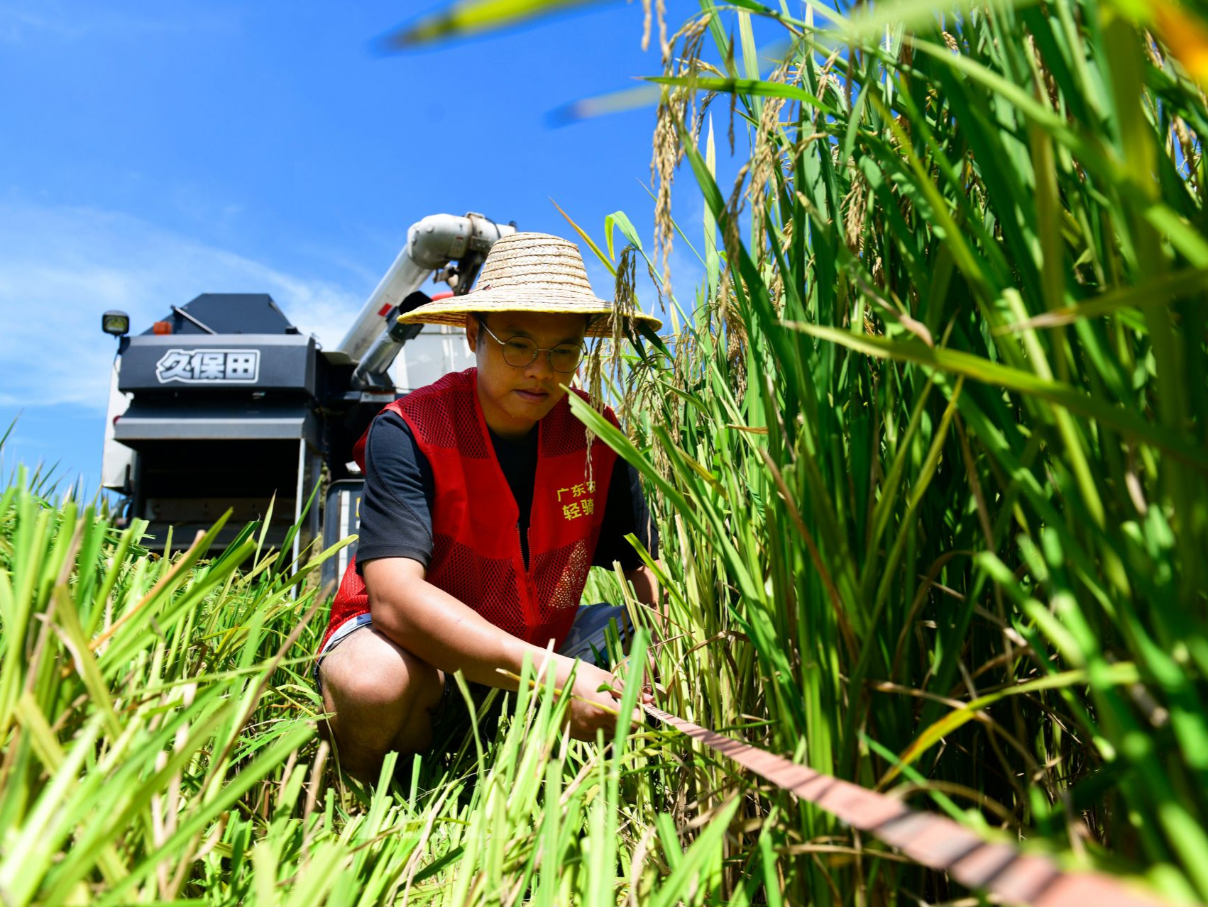 最高干谷亩产665.50公斤！中山水稻高产创建示范点喜迎丰收