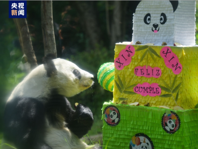 生日快乐！墨西哥城动物园为大熊猫“欣欣”庆生