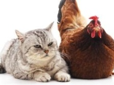 世卫组织通报波兰出现猫感染禽流感