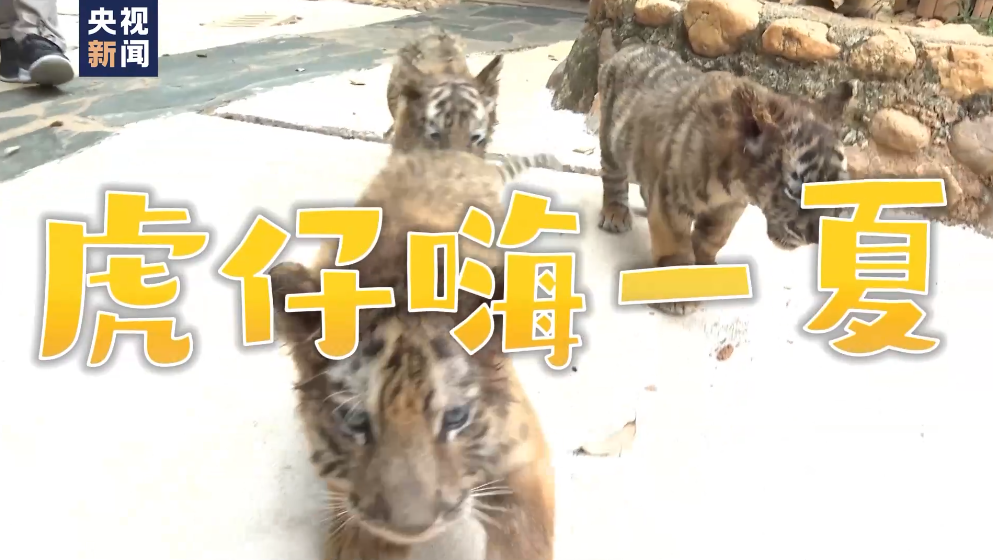 喝奶、泡澡、打瞌睡，来看小老虎的惬意夏日！