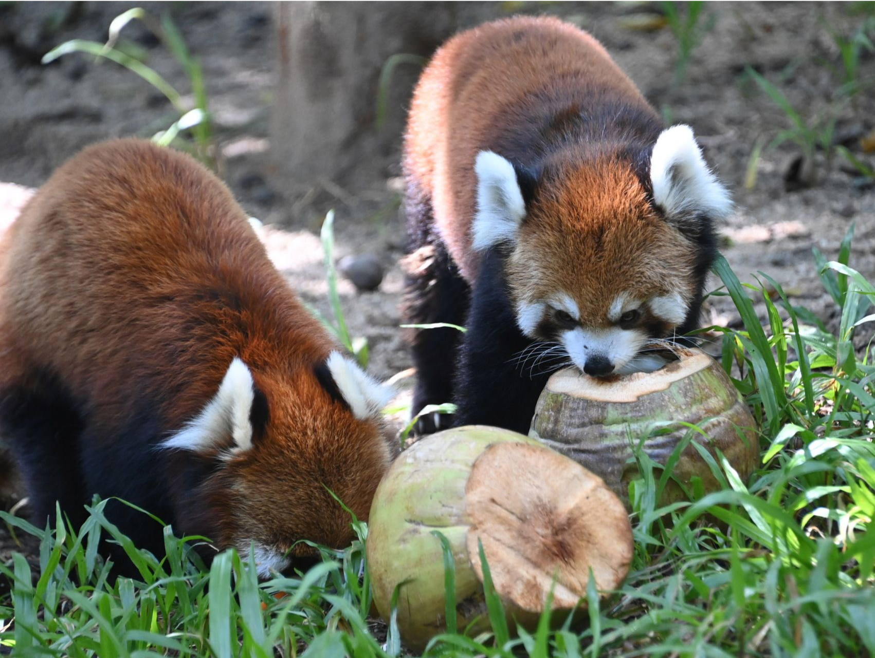 舒适过大暑 深圳野生动物园为动物们送上“椰子大餐”