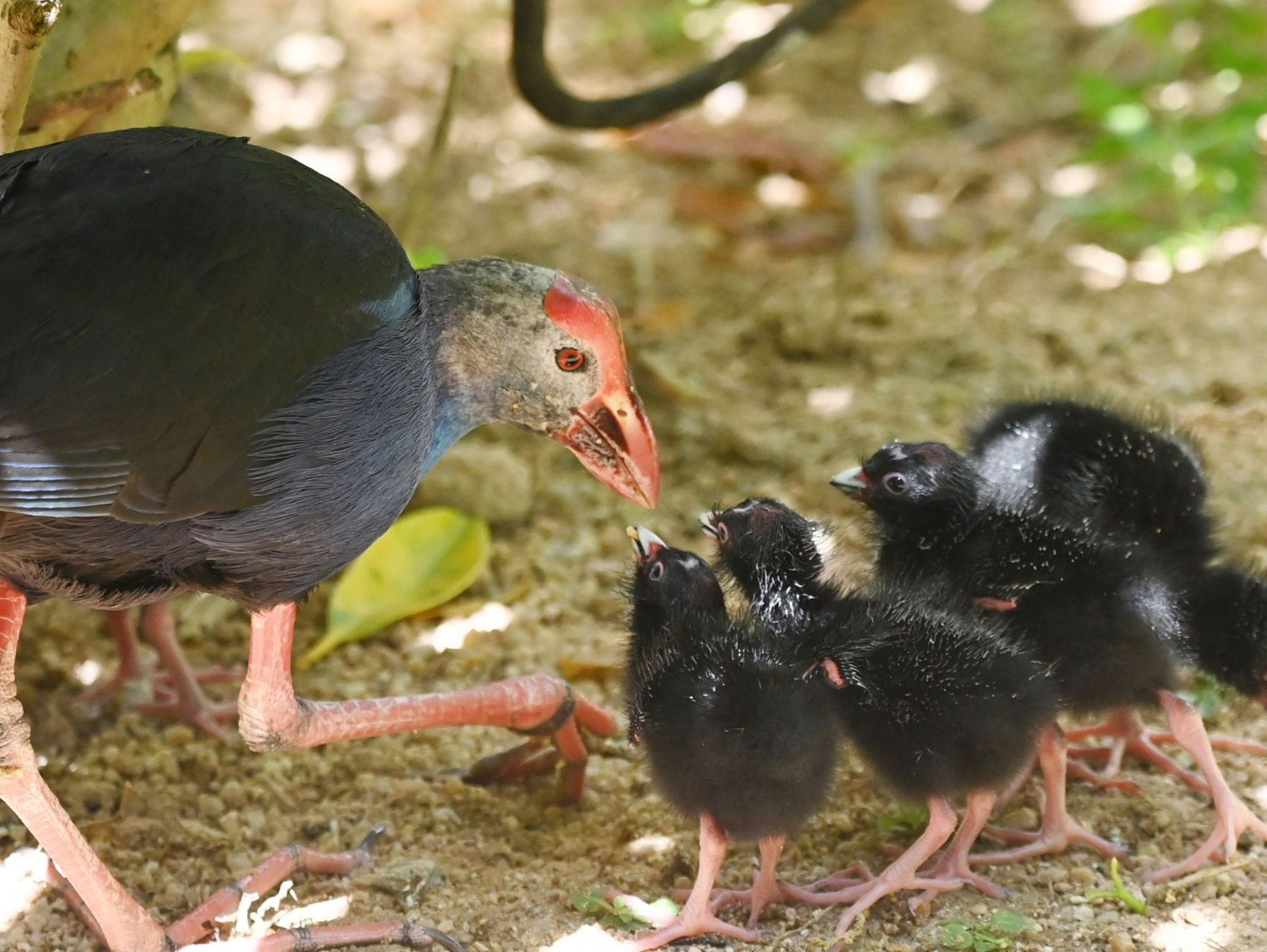 又添“萌娃”！深圳野生动物园自然孵化紫水鸡宝宝