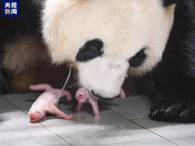 旅韩大熊猫爱宝乐宝夫妇喜迎双胞胎宝宝