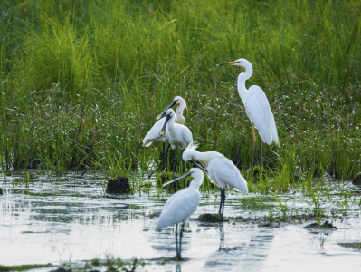 七星河国家级保护区：珍稀鸟儿盛夏季节育雏忙