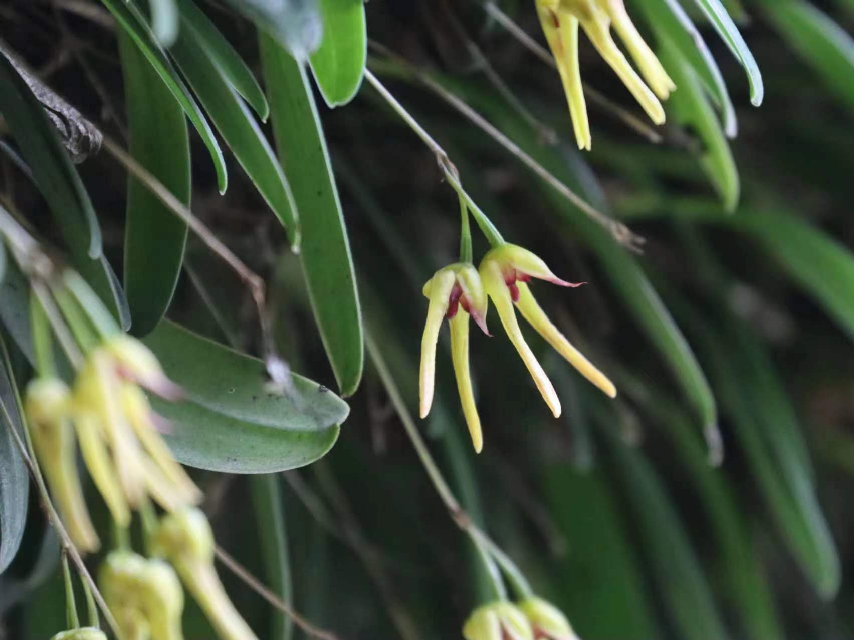 四川卧龙发现植物新种，命名为卧龙卷瓣兰