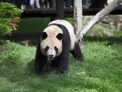 旅法大熊猫“圆梦”离开博瓦勒动物园，即将返回中国