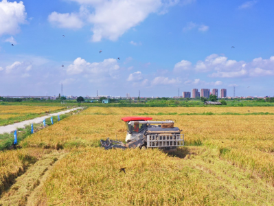 又“稻”丰收季！东莞麻涌镇1400亩早熟型水稻迎丰收