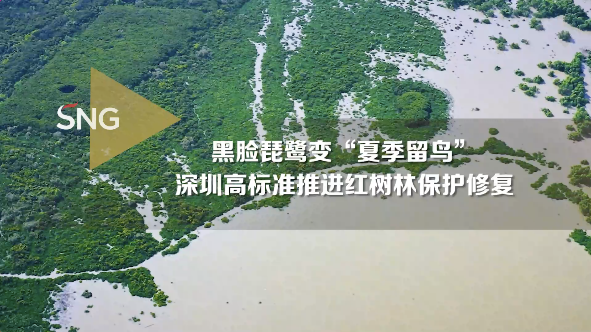 深圳高标准推进红树林保护工作