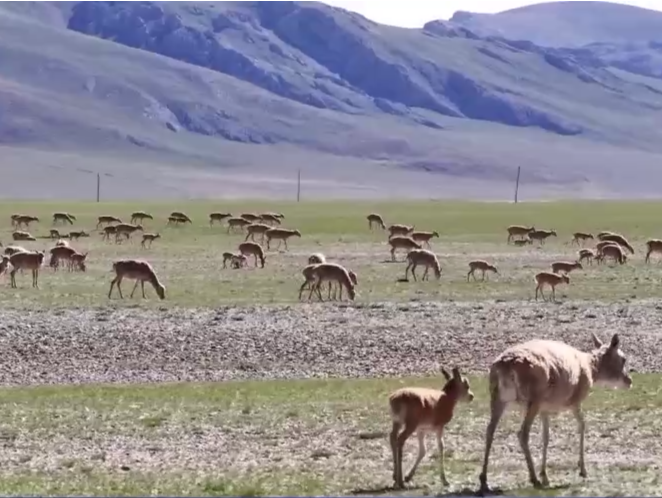 藏羚羊为何迁徙？公藏羚羊在母藏羚羊迁徙产仔时去哪里了？有趣的知识增加了