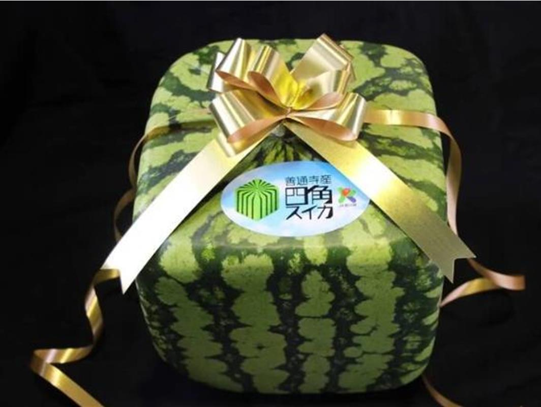 日本开售方形“骰子”西瓜，每个500元，只能看不能吃