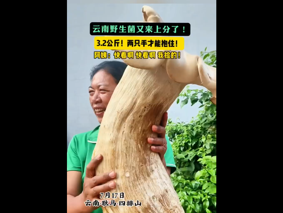 3.2公斤，两只手才能抱住！云南野生菌又来上分了