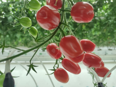 印度遭遇西红柿危机，价格上涨超400%