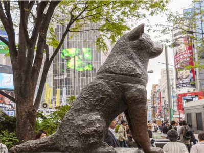 日本“忠犬八公”冥诞100岁，涩谷站周边大屏播放秋田犬新影片
