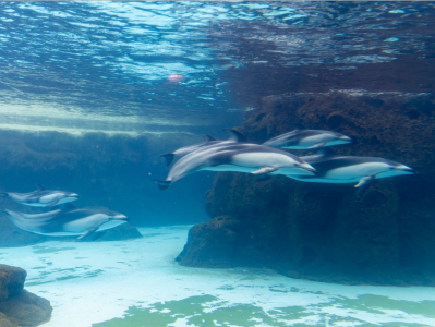 珠海长隆白边海豚繁育新突破！小海豚听障儿童合唱团探访四只新生幼崽