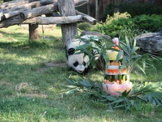 明天，这个大熊猫幼仔回国！