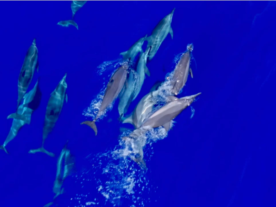 第六次南海深潜/远海鲸类科考航次顺利返航 发现15个鲸类物种